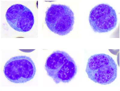 Cytochemical staining of leukocytes and platelets in the Florida manatee (Trichechus manatus latirostris): identification of a bilobed monocyte similar to other members of the Paenungulata